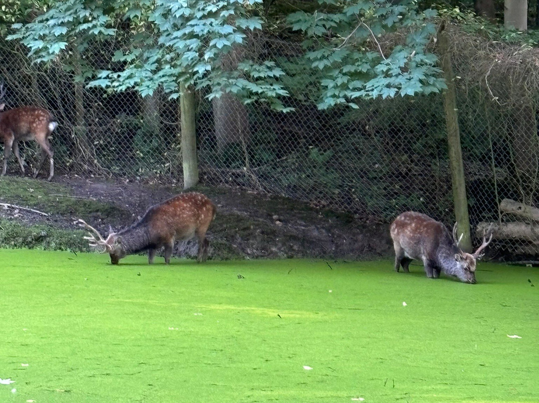 Marselisborg Deer Park景点图片