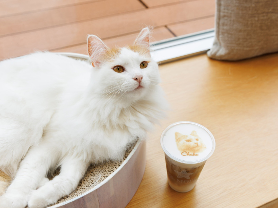 Cat Café Moff Iias Okinawa Toyosaki景点图片