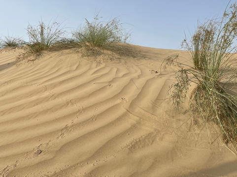 Dubai Desert Horse Ride Experience-迪拜必去景点