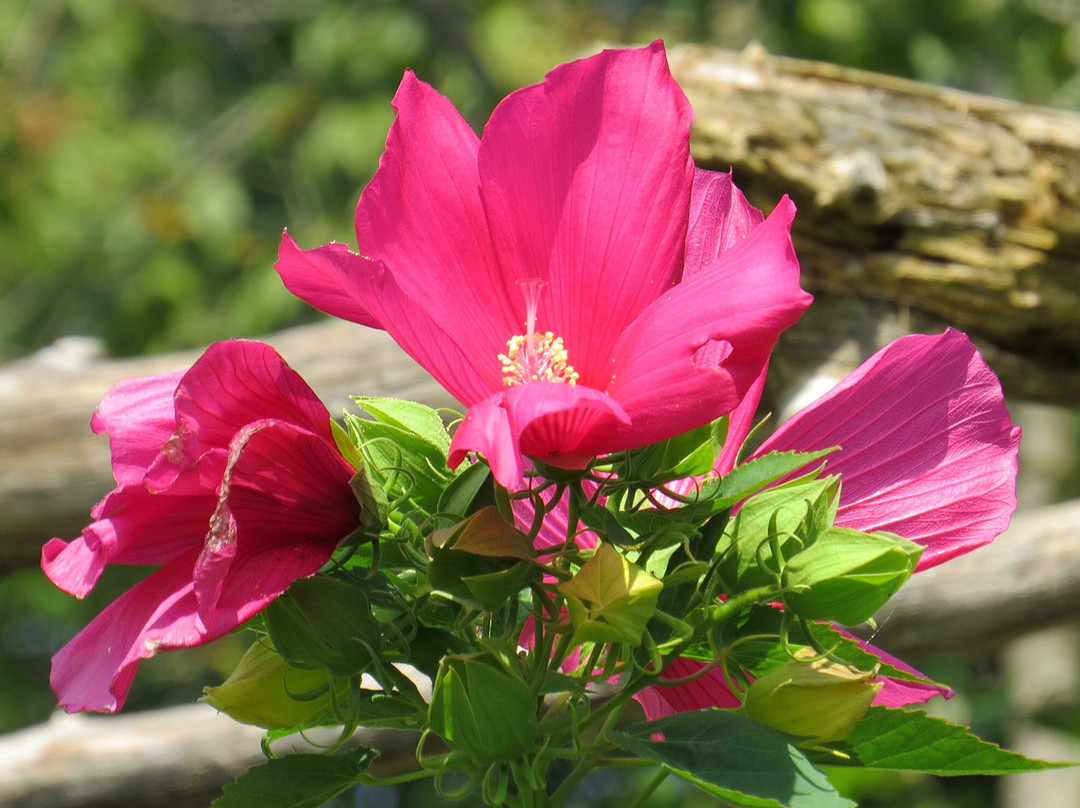 Willowwood Arboretum-Far Hills必去景点