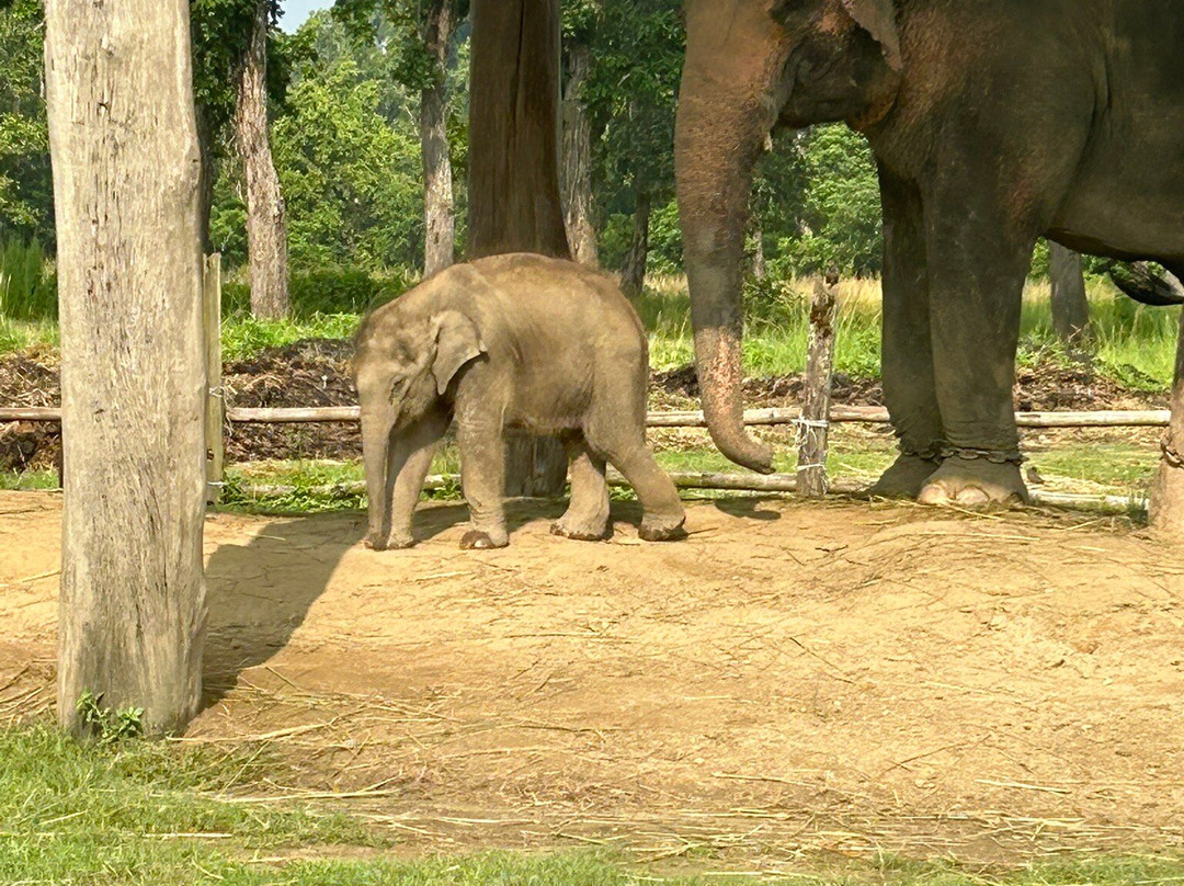 Elephant Breeding Centre-苏拉哈必去景点