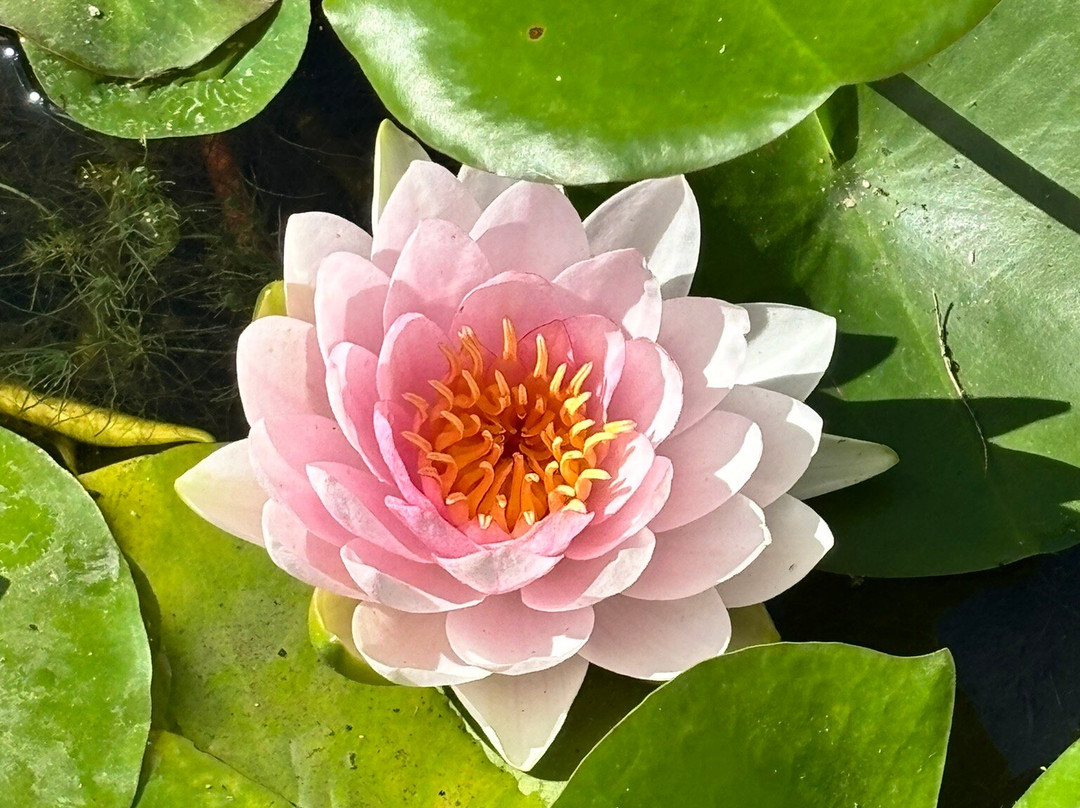 Jardin Des Fontaines Pétrifiantes景点图片