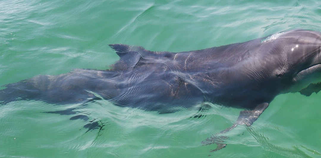 Coastal Life Charters & Adventures-纳瓦拉必去景点