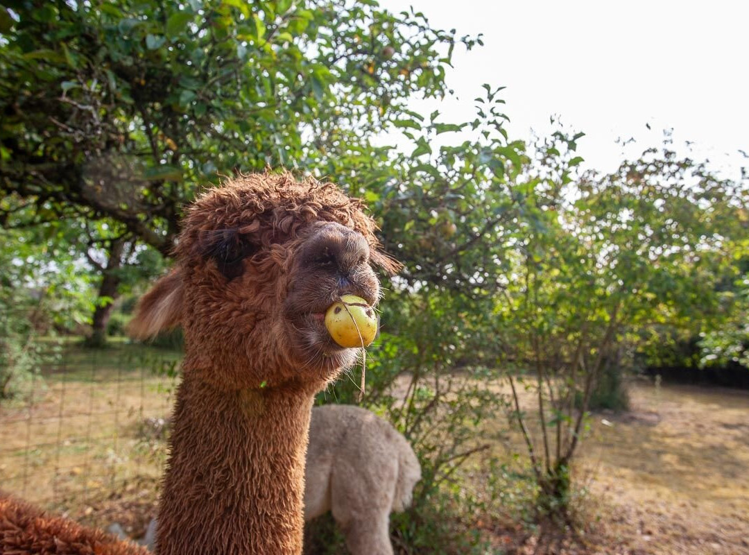 Nana Mac Alpaca Farm景点图片