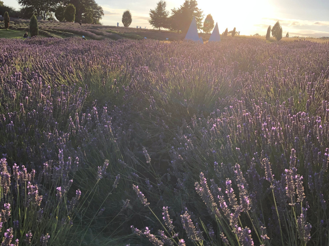 Yorkshire Lavender景点图片