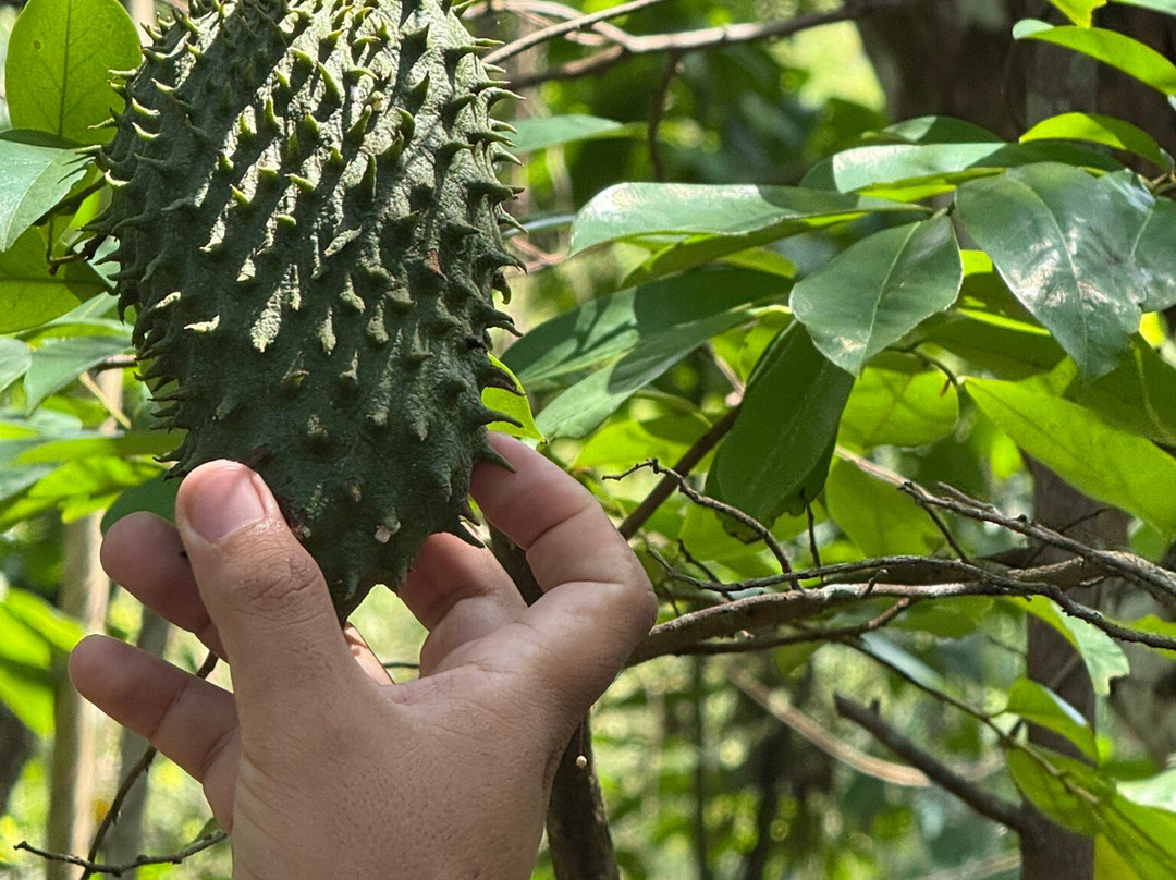 Lombok Forest Tour-Pemenang必去景点