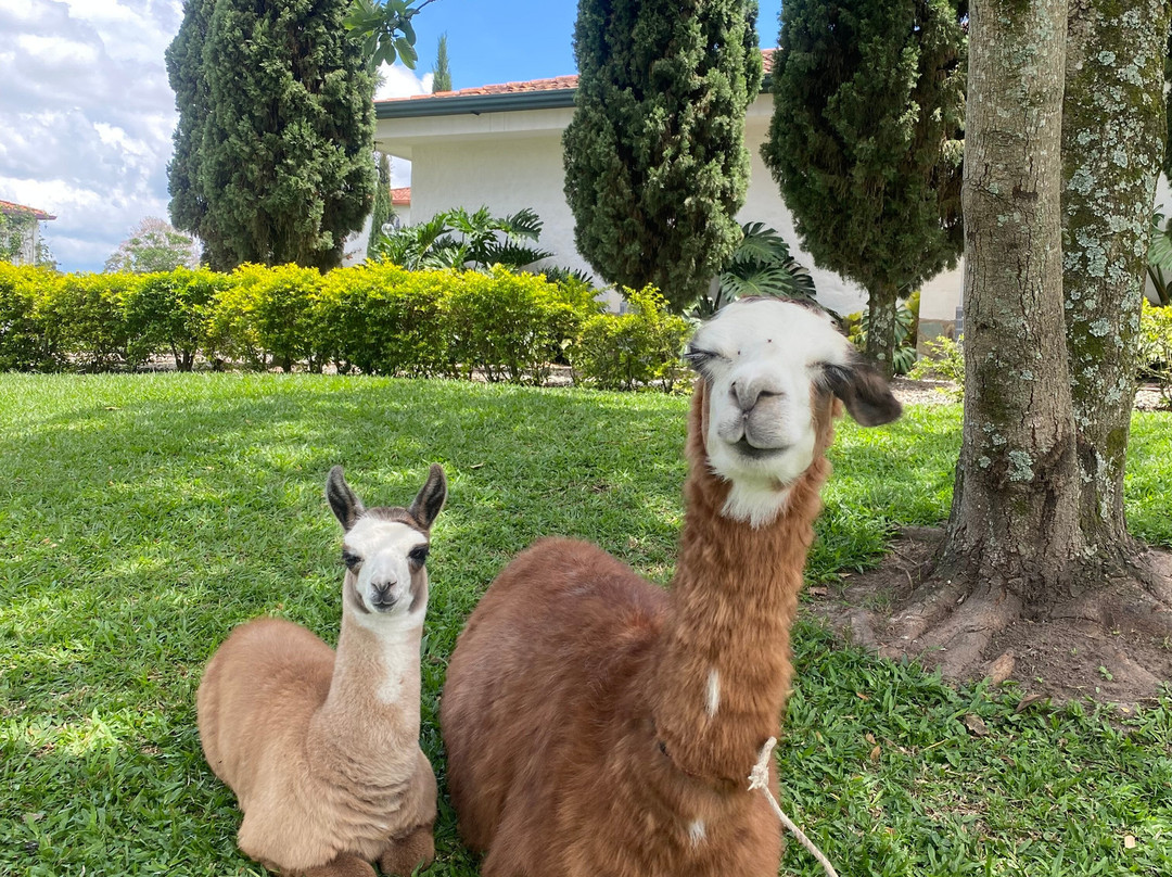 Hotel Campestre Cafe Cafe主图