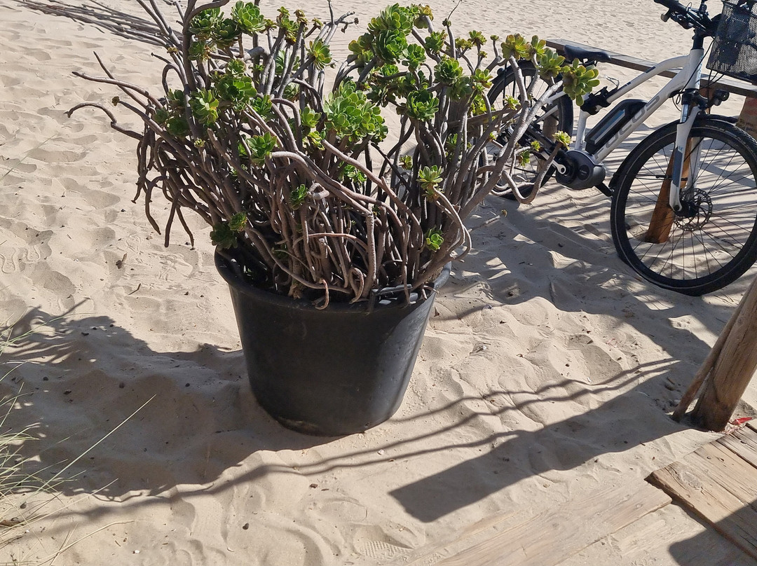 Playa de La Bota-Punta Umbria必去景点
