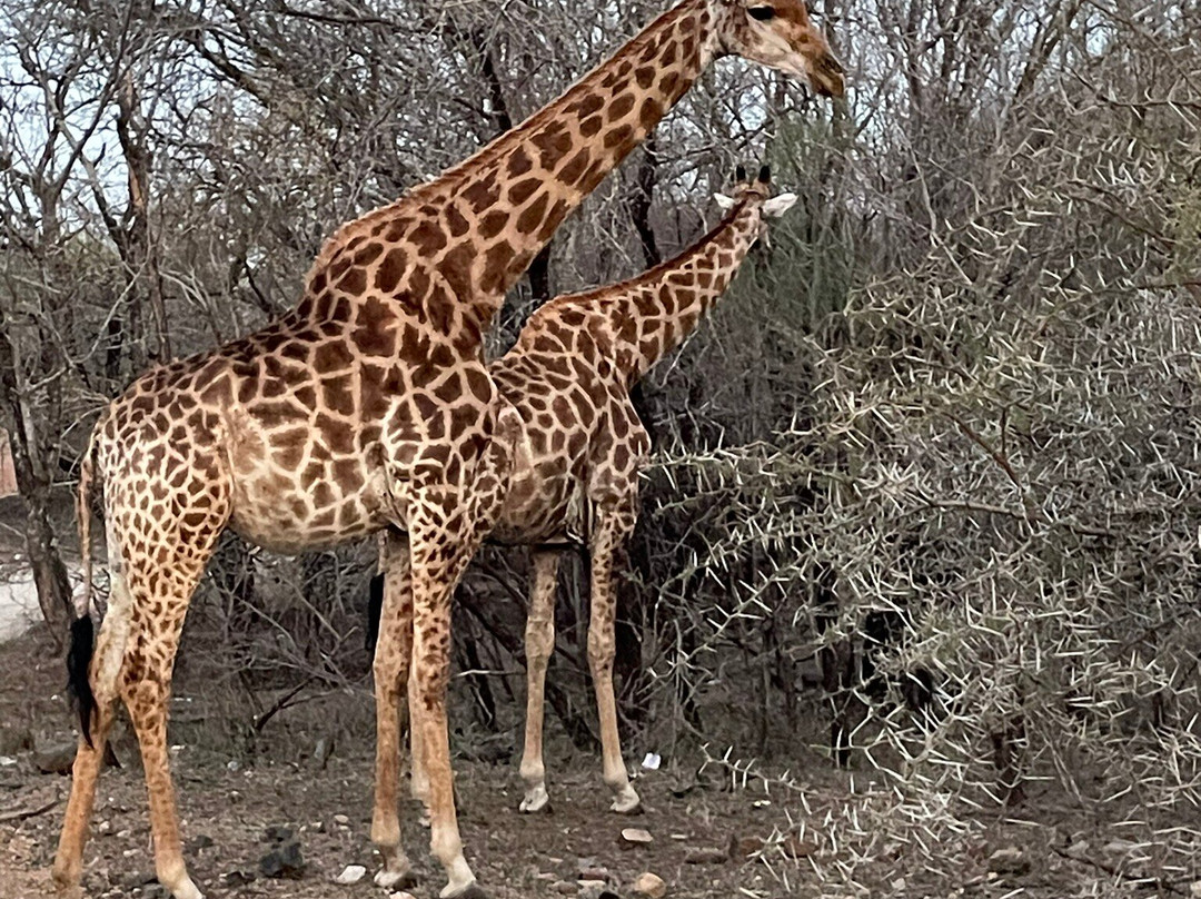 Doringpoort Safari Lodge主图