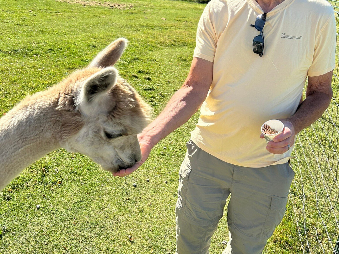 Hallmark Ranch Alpacas-萨利达必去景点