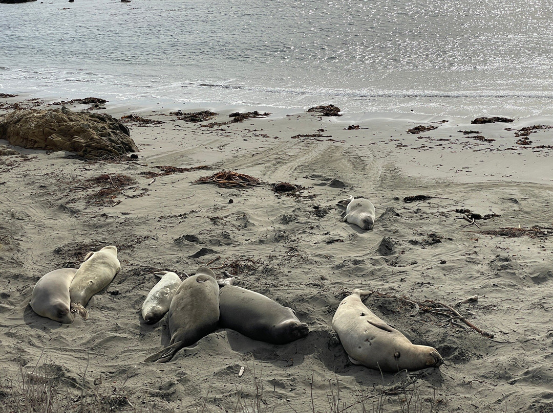 Elephant Seal Vista Point景点图片