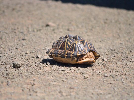 ZA TRAX Travel-比勒陀利亚必去景点