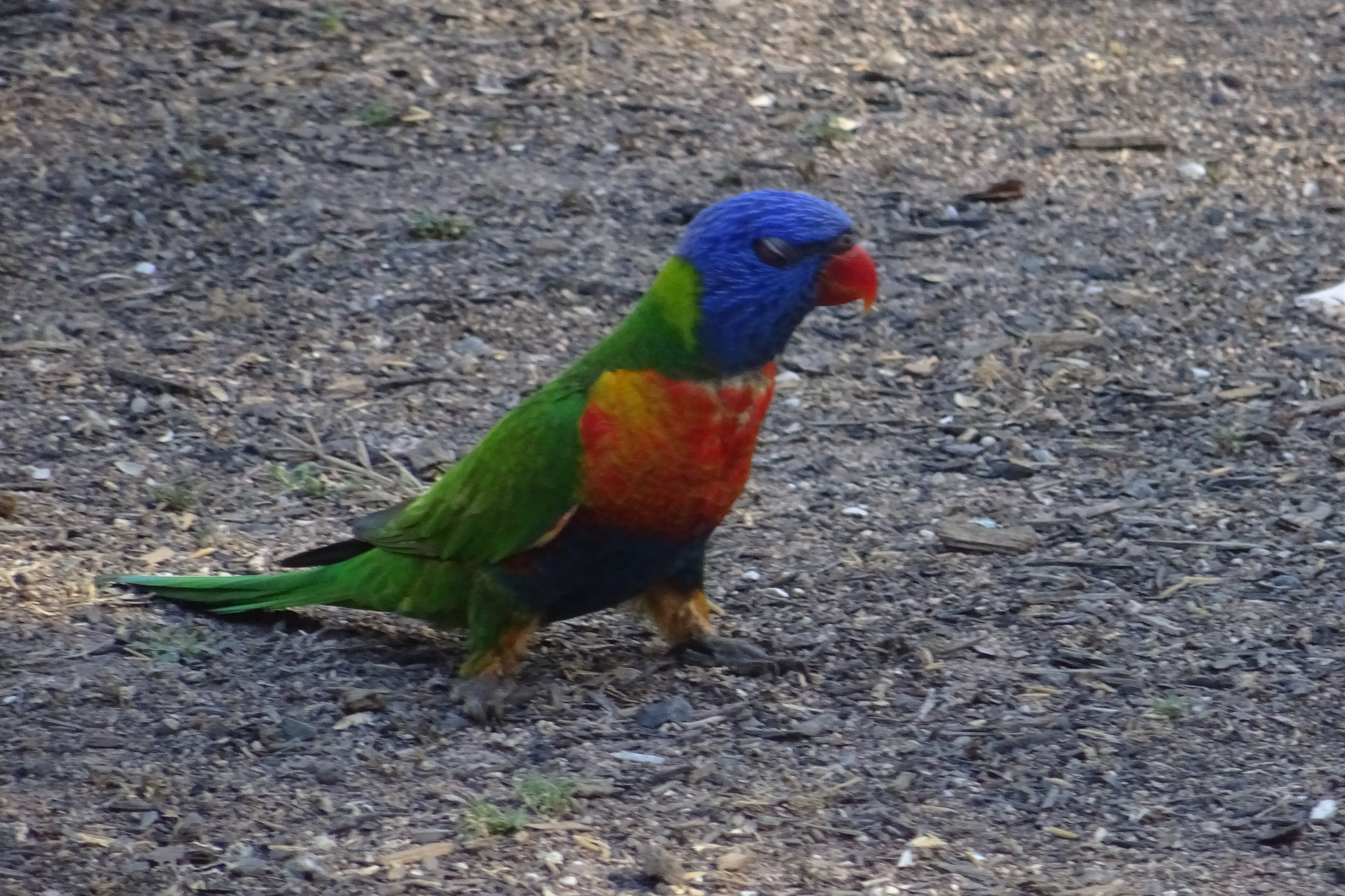 Magnetic Island Bed & Breakfast-官方