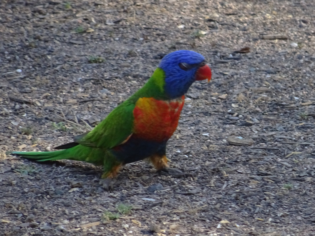 Magnetic Island Bed & Breakfast主图
