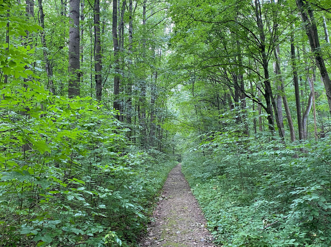 Goll Woods State Nature Preserve-Archbold必去景点