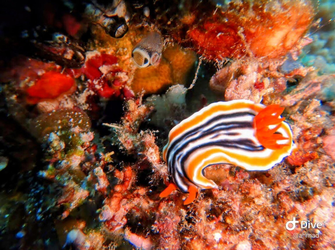 Wakatobi Marine Dive景点图片
