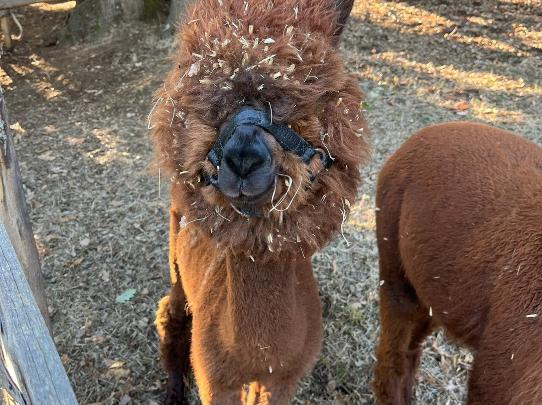 Alpaca Di Roma景点图片