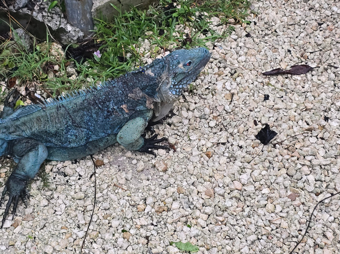 Blue Iguana Conservation Tour-North Side必去景点
