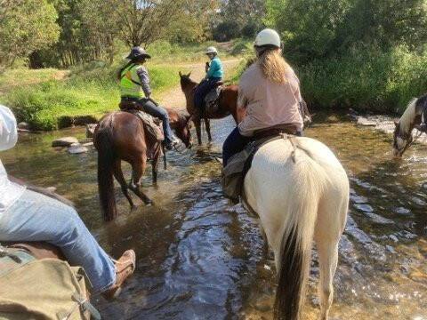 Bogong Horseback Adventures景点图片