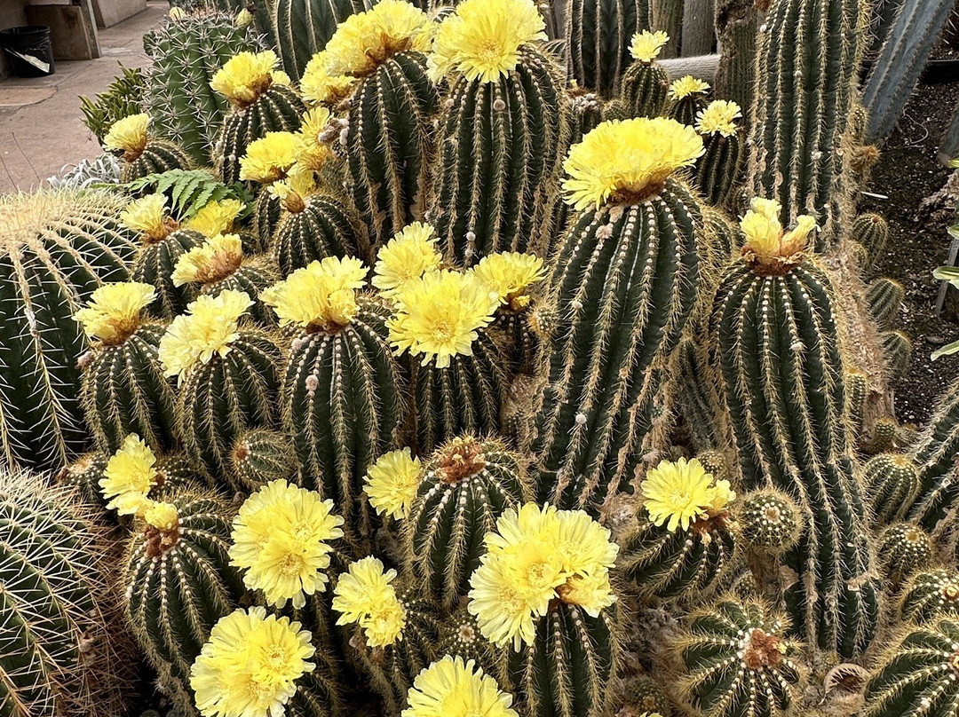 Cactário Horst景点图片