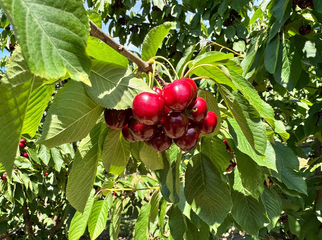 Cherryhill Orchards-Wandin East必去景点