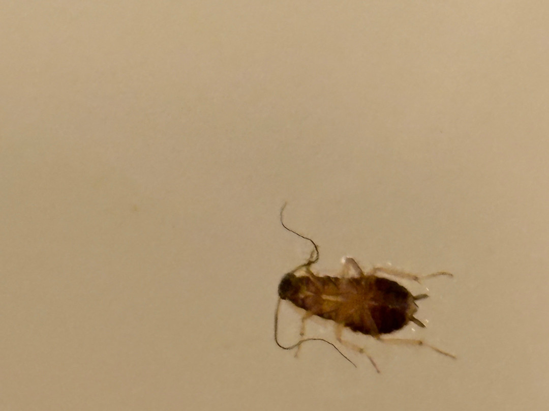 Baymont by Wyndham Midland主图