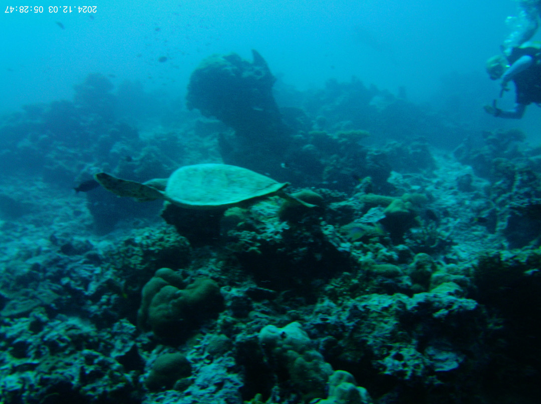 Meridis Dive and Water Sports at Cocogiri景点图片