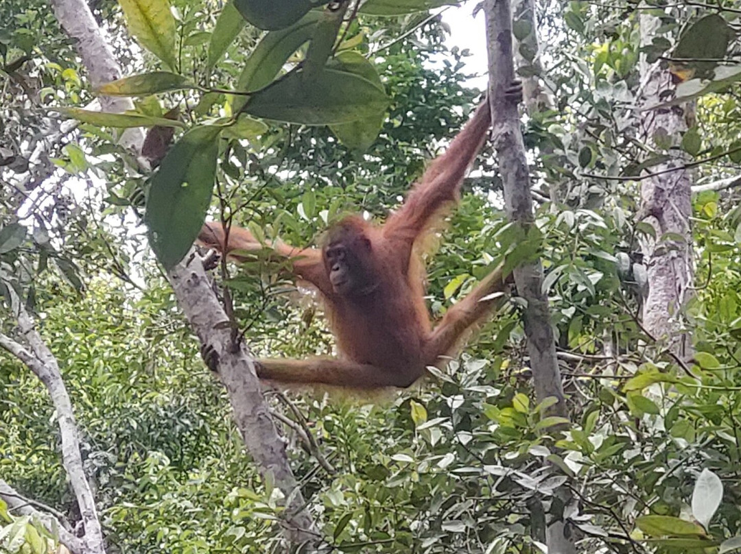 Orang Utan Kalimantan-Pangkalan Bun必去景点
