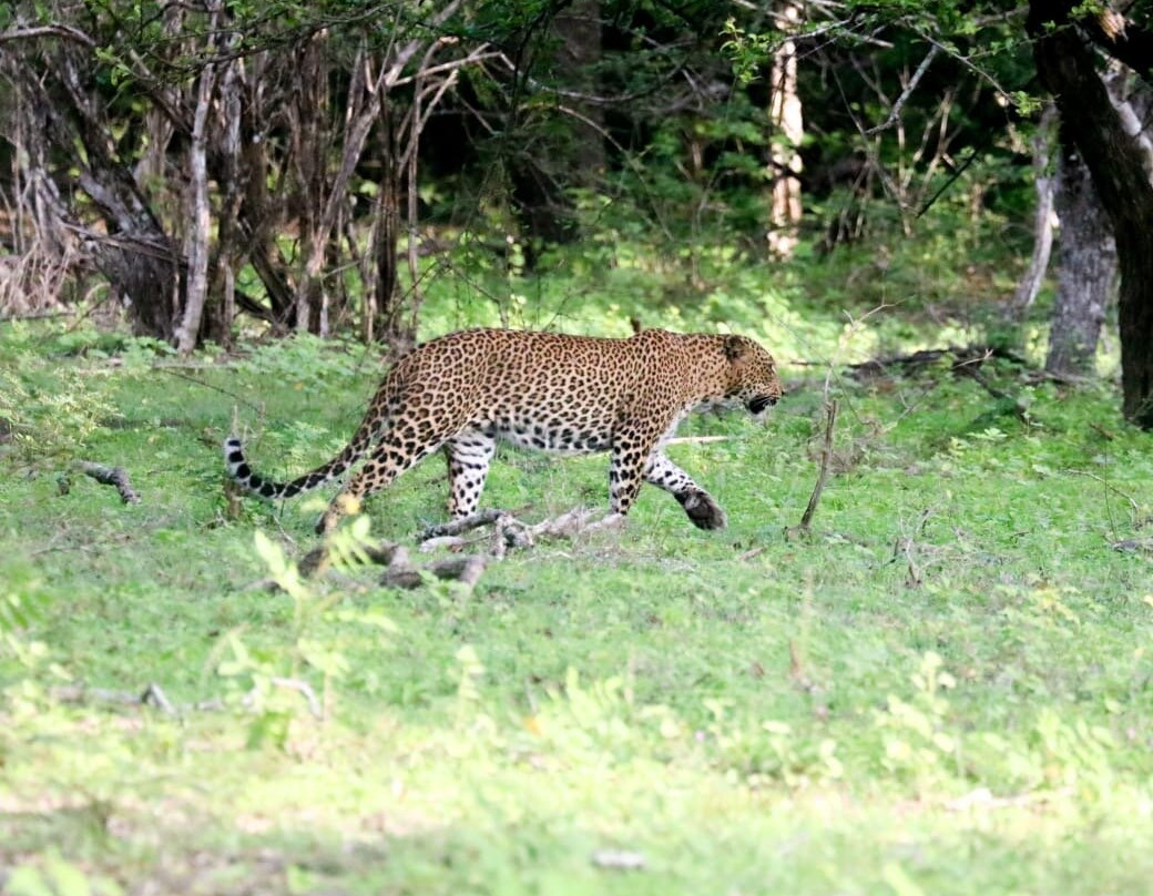 Lunugamvehera Safari Tours-Thanamalwila必去景点