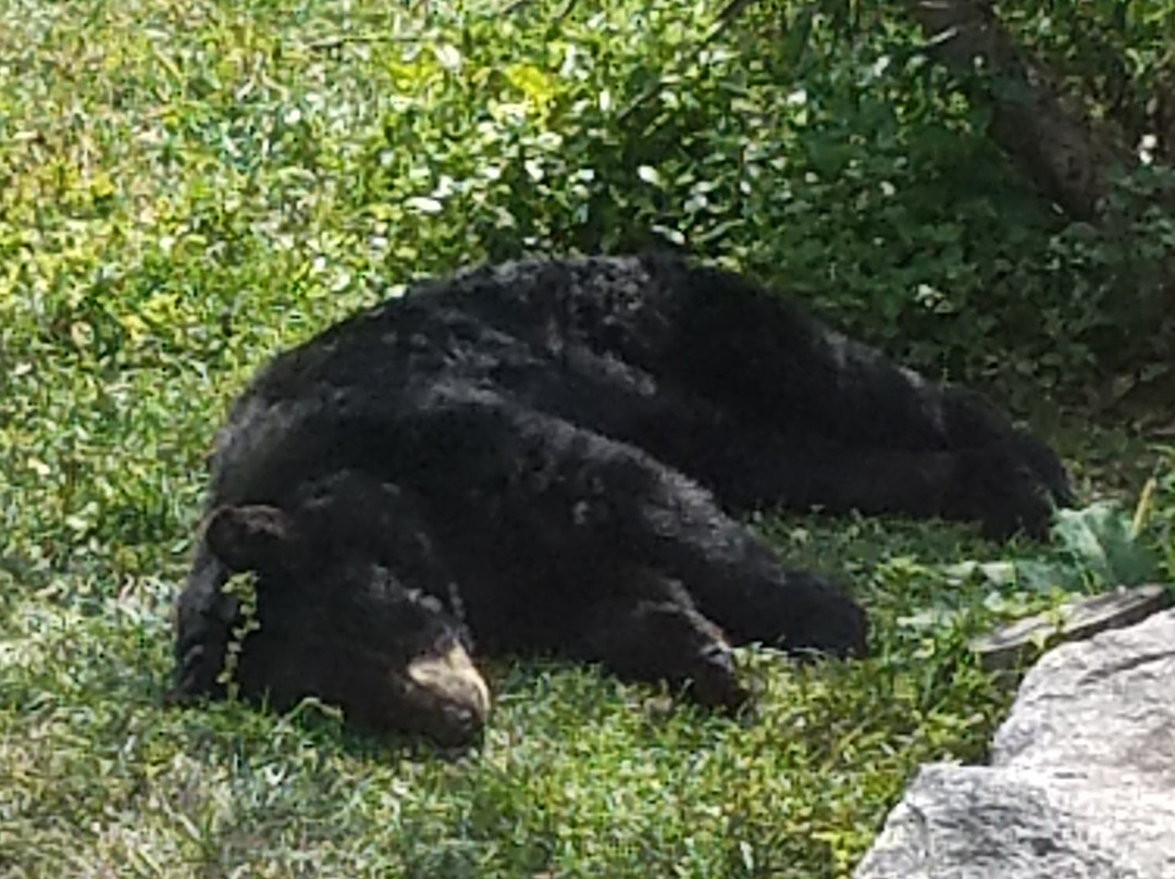 Maine Wildlife Park景点图片