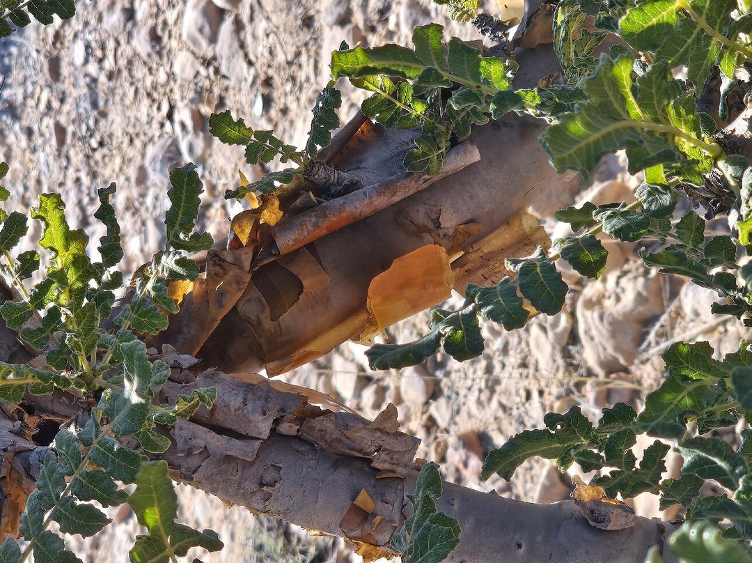 Wadi Dawkha-塞拉莱必去景点