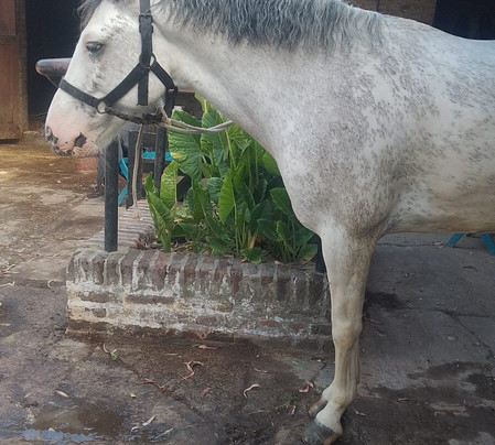 Hípico Don Sixto-Zelaya必去景点