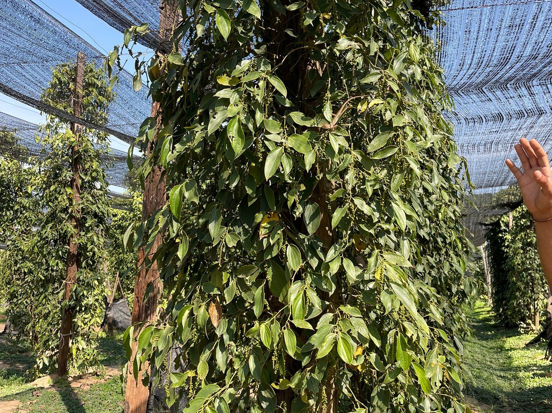 胡椒种植园-贡布必去景点