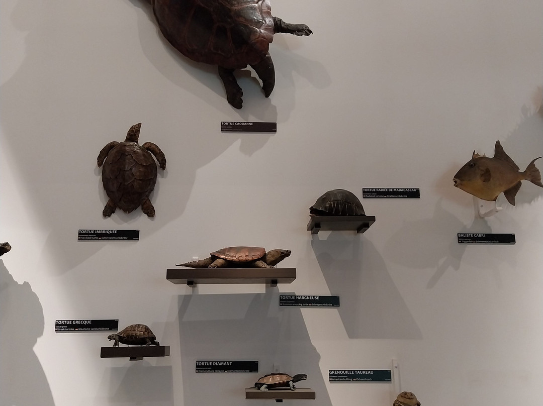 Muséum-Aquarium de Nancy景点图片