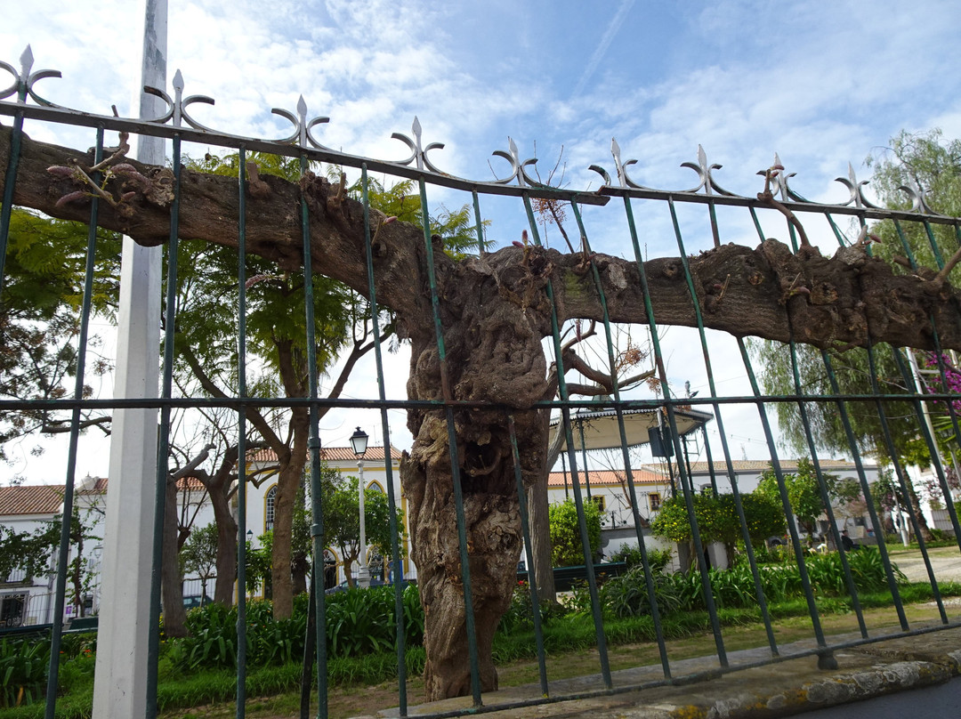 Jardim da Praca Publica景点图片
