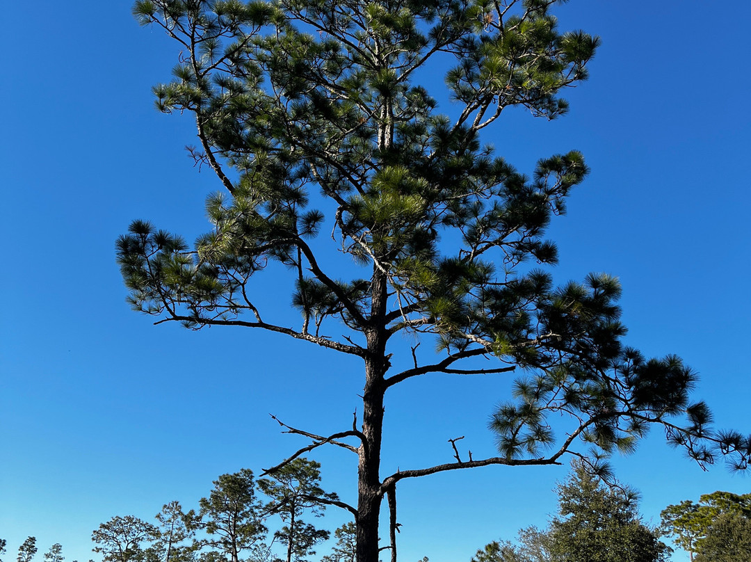 Goethe State Forest-Dunnellon必去景点