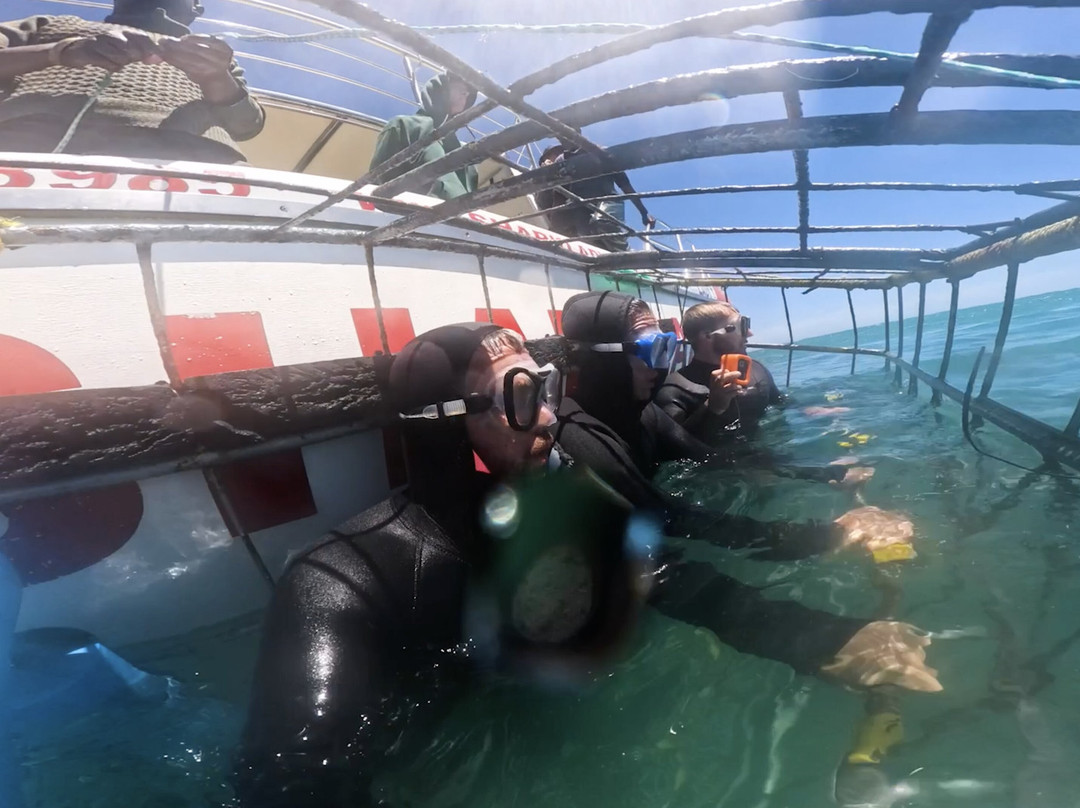 White Shark Divers-干斯拜必去景点