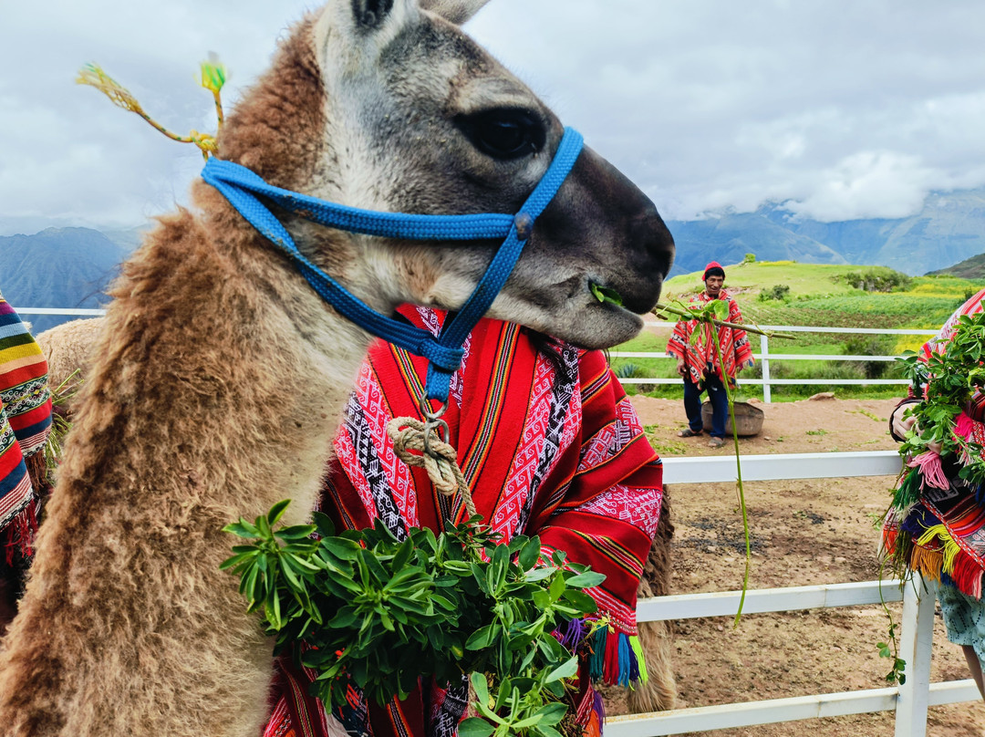 Andean Colors景点图片