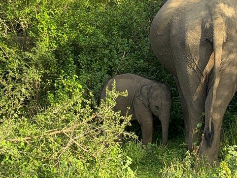 Sammy Tours-科伦坡必去景点