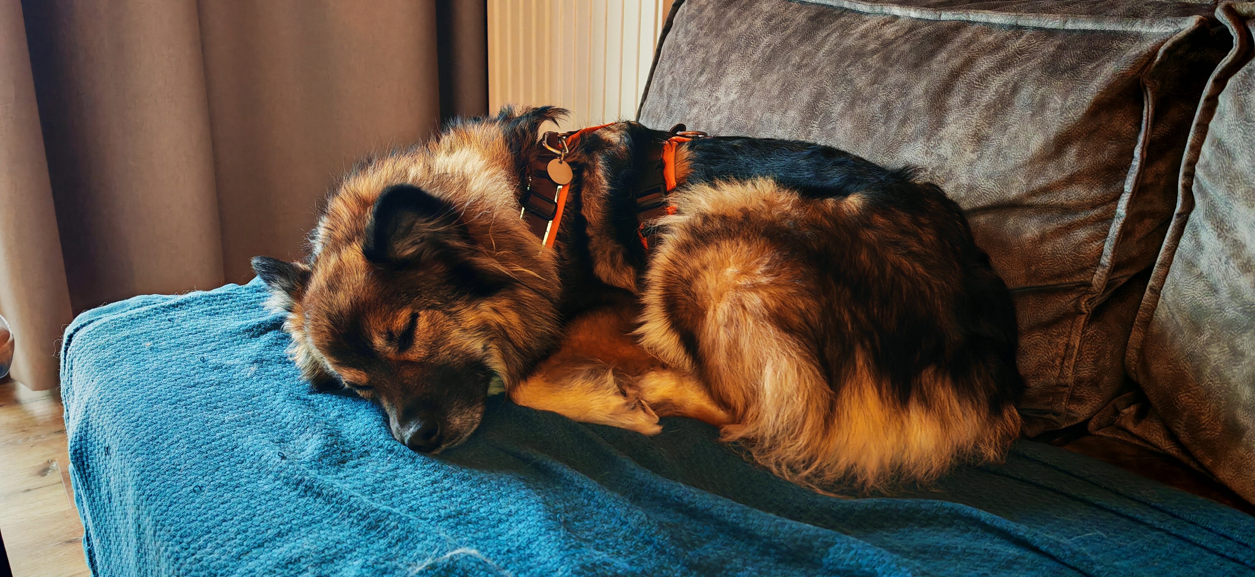 Hunderesort Waldeck-客卧