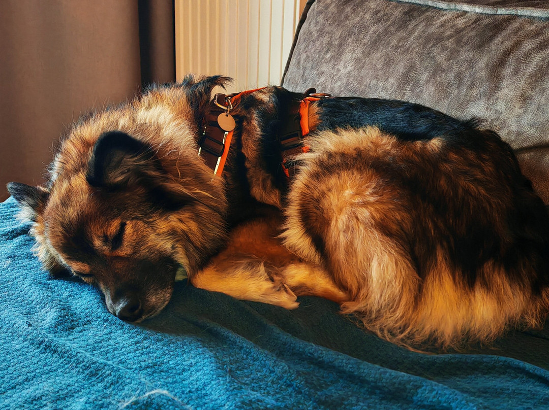 Hunderesort Waldeck主图