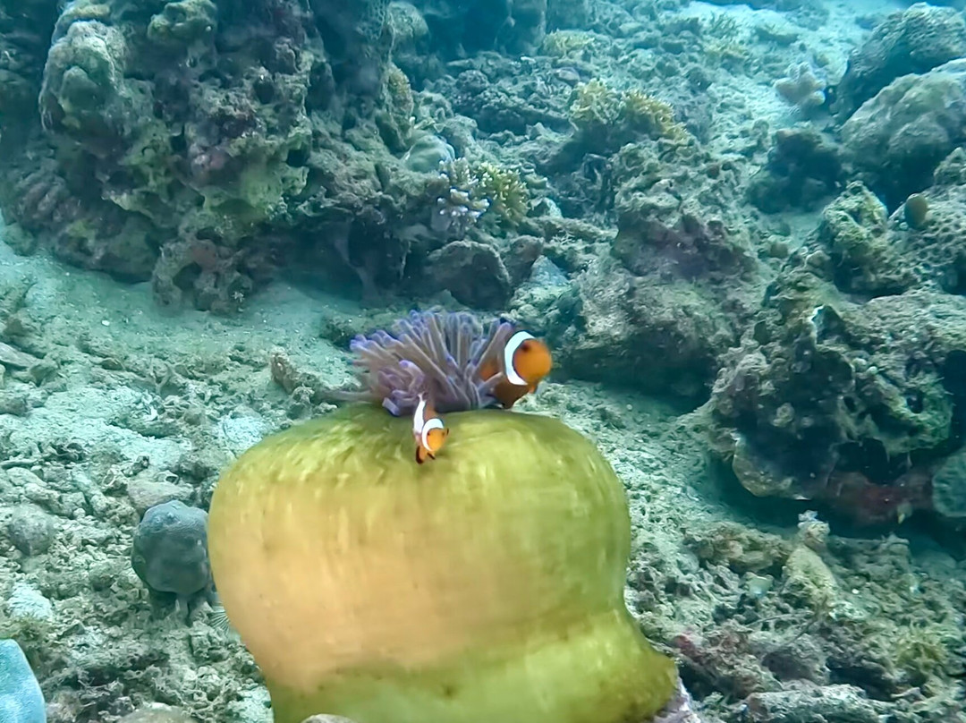 Let's Dive Palawan-公主港必去景点