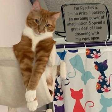 Purr & Pour Cat Cafe-乔治敦必去景点