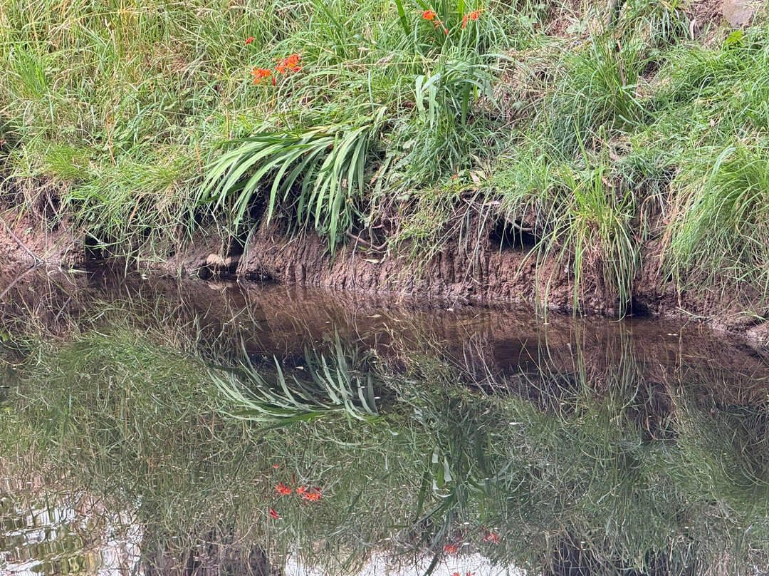 Platypus Walk-Geeveston必去景点