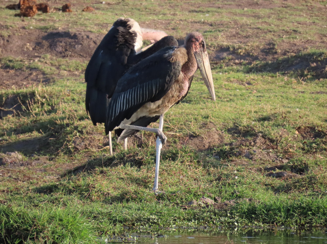 Chobe River Boat Cruises景点图片