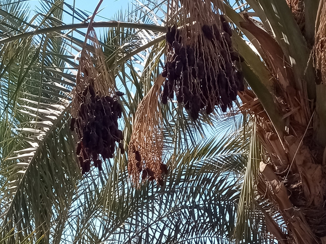 Martha's Gardens Medjool Date Farm-尤马必去景点