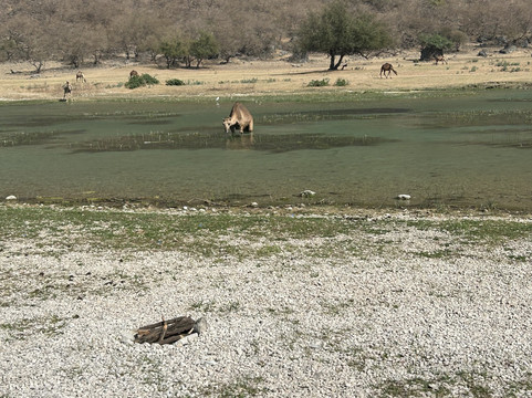 Arabian Dreams Tours-马斯喀特必去景点