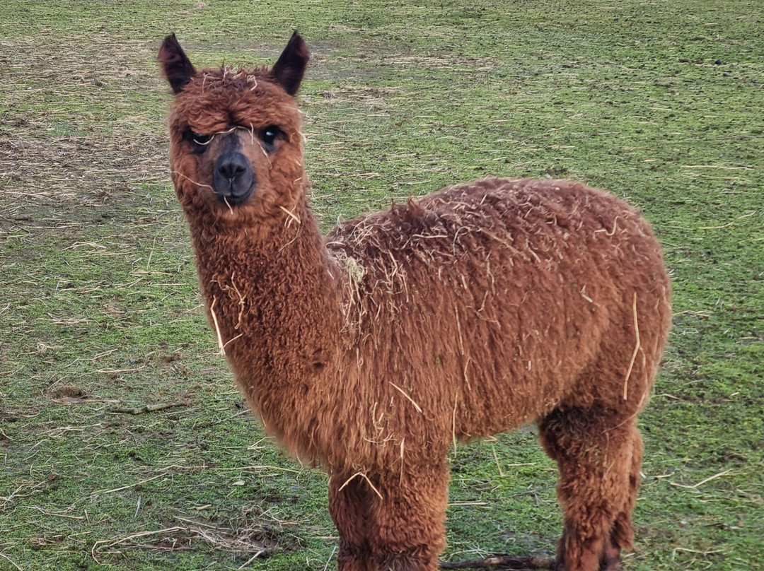 Mochica Alpacas景点图片