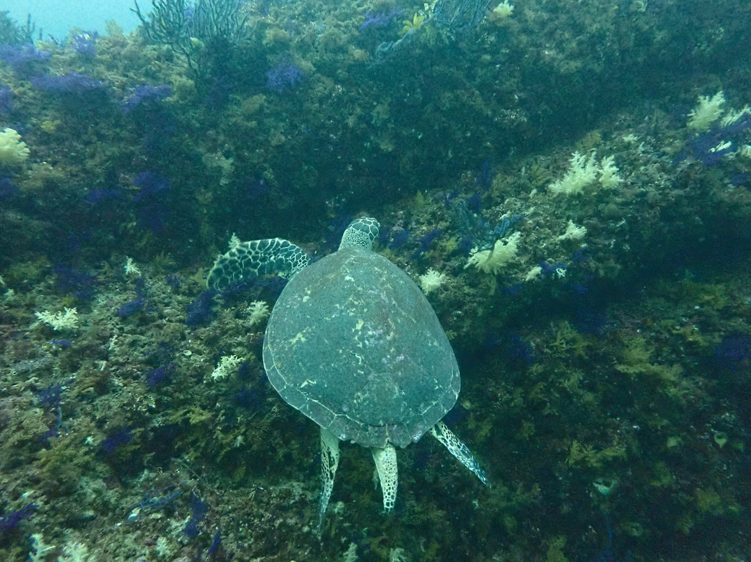 Reef Oasis Dive Center | Musandam-Dibba Al Bay Ah必去景点