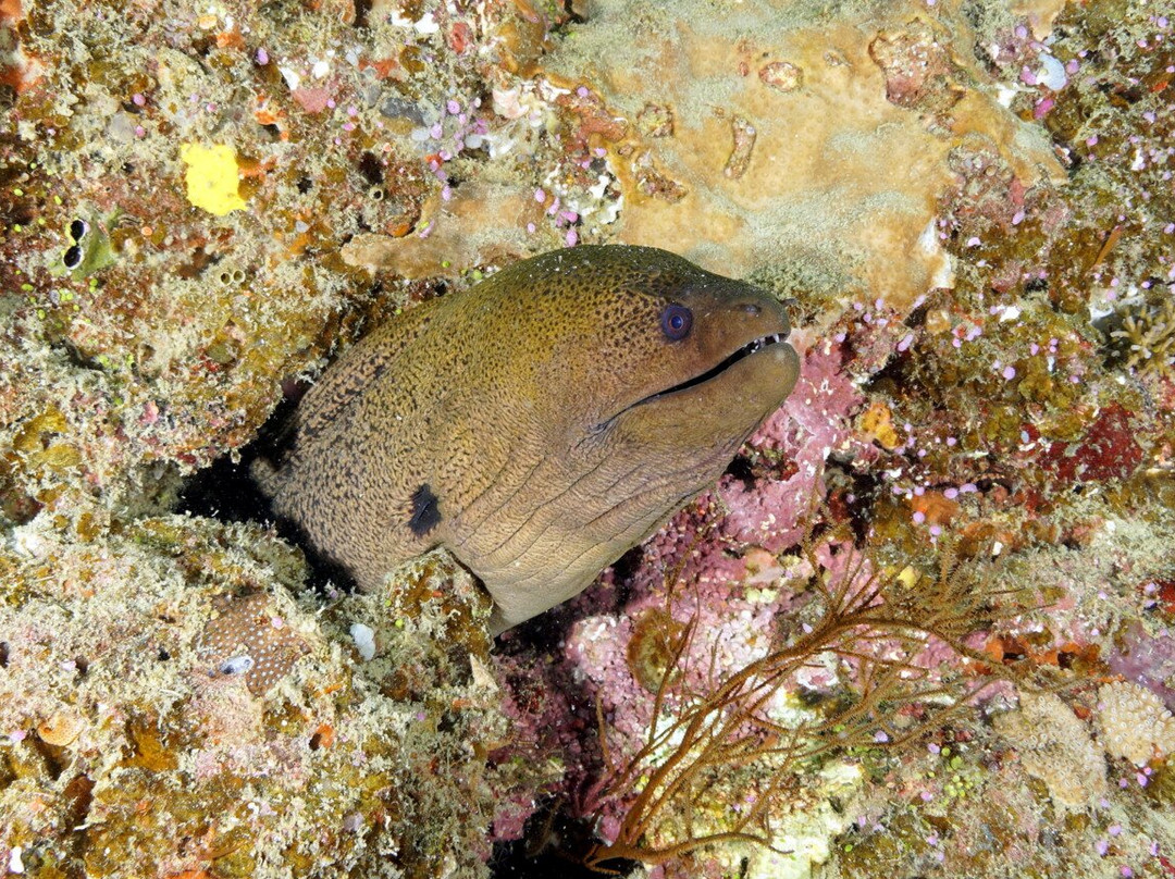 Whitetip Marine Adventures - Fiji-丹娜努岛必去景点